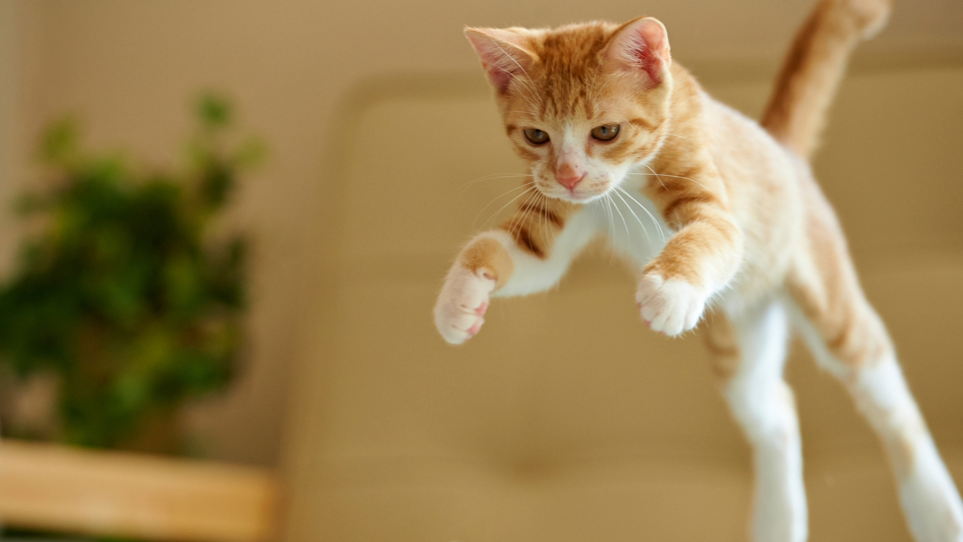 Ginger and white kitten jumping in the air