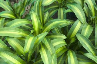 Dracaena Corn Plant