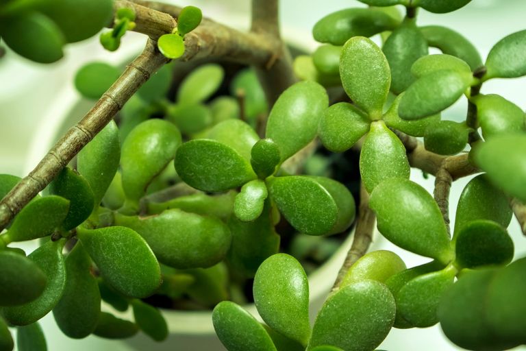 Jade Plant Pests And Solutions – How To Solve Jade Pest Problems ...