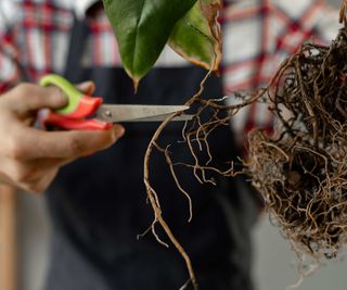 trimming the roots of a houseplant