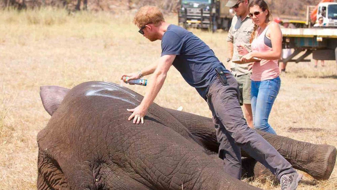 love prince harry