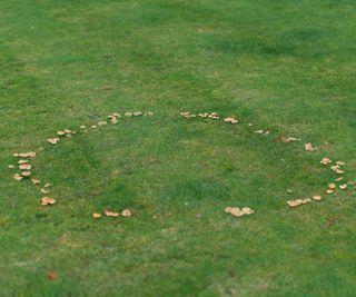 A fairy ring on a lawn