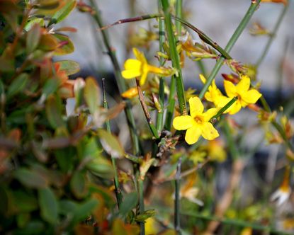 Bright Yellow Showy Jasmine Growing in Garden