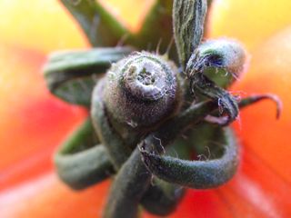 Sample macro image of a tomato stem taken with the Pentax WG-90