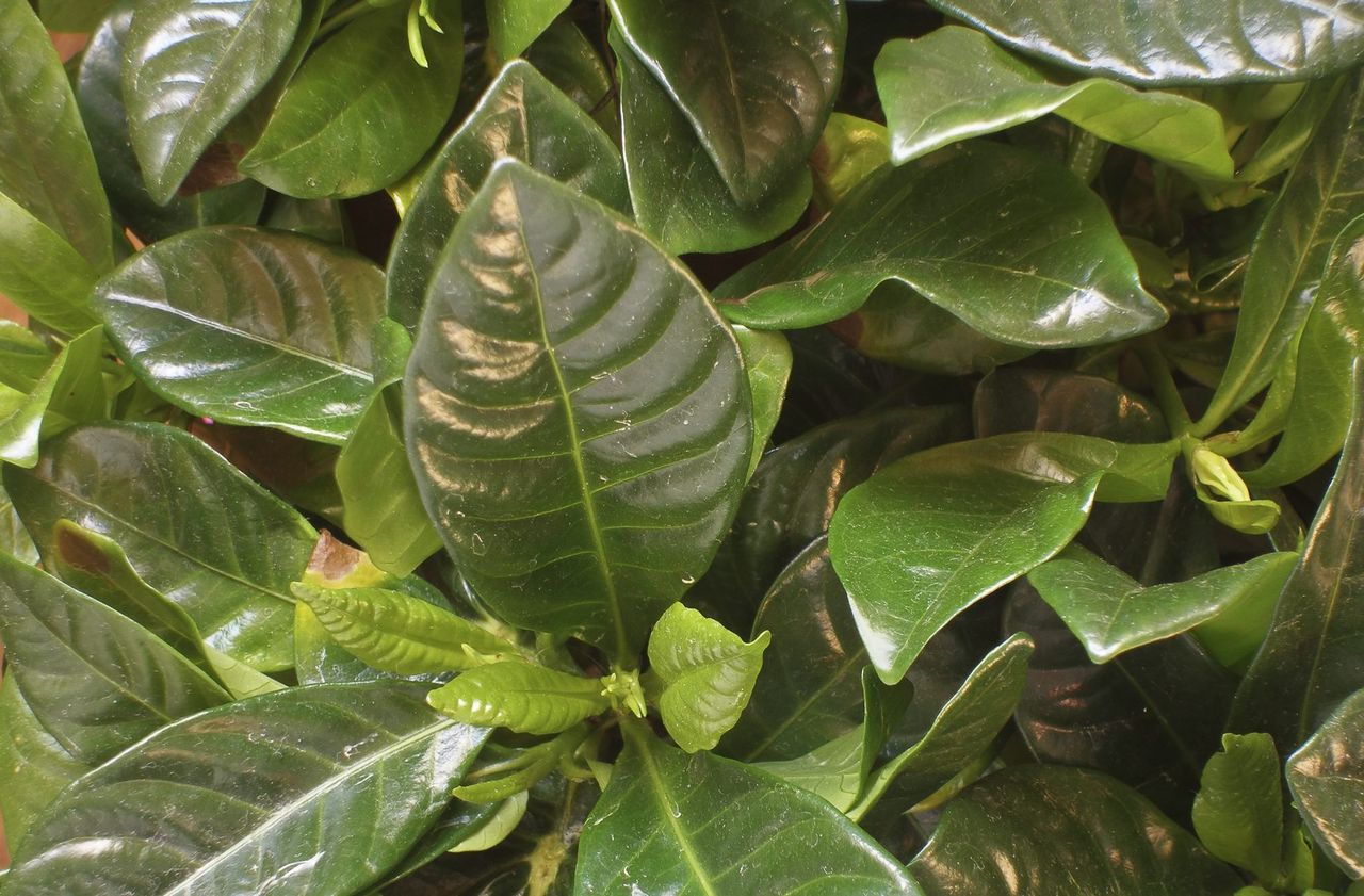 Gardenia Plant With No Blooms