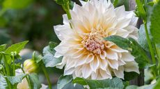 'Cafe au Lait' dahlia