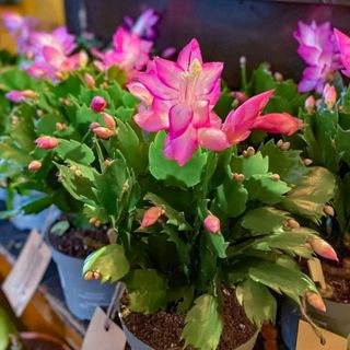 Pink flowering Christmas cactus from Gardeners Dream