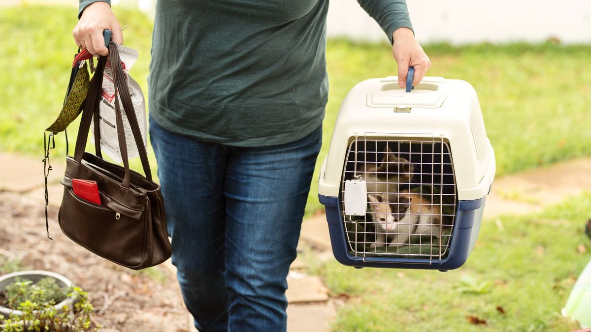 Hurricane Pets Safety: Complete Checklist And How To Evacuate | PetsRadar