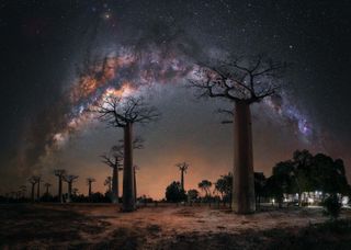 ‘Night under the Baobab Trees’ by Steffi Lieberman