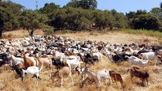 Goats eating dry brush.