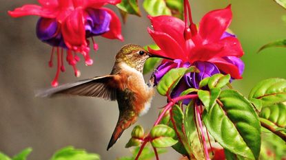 Hummingbird feeding on nectar of fuchsia flower