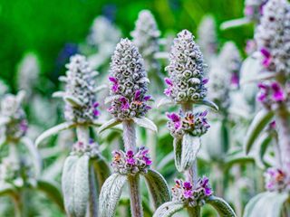 Lambs ears (Stachys byzantina)