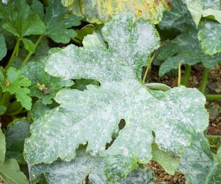 courgette leaves showing signs of powdery mildew