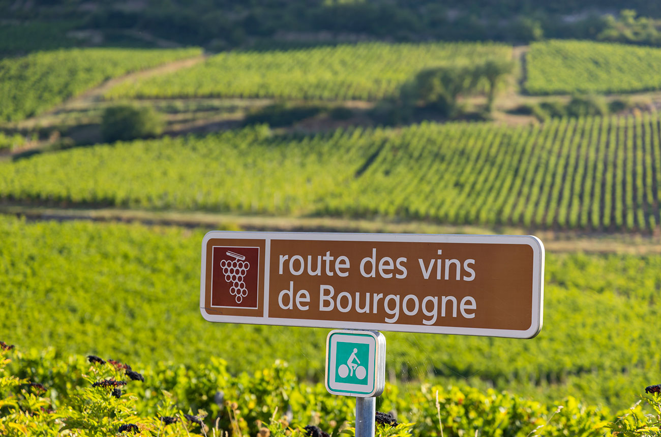 Burgundy M&acirc;connais vineyards near Solutr&eacute;