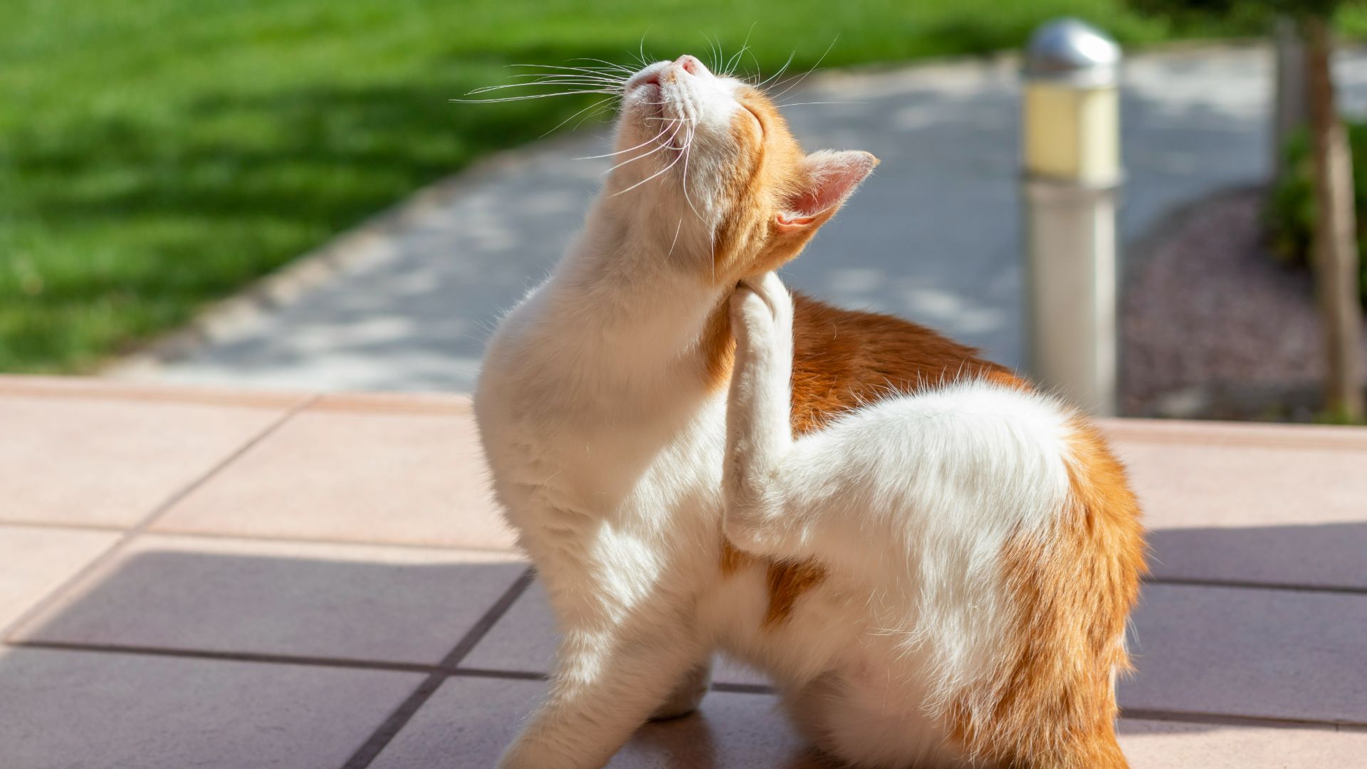Cat scratching it's head