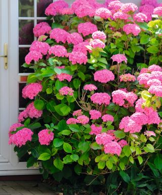 A large pink mophead hydrangea bush