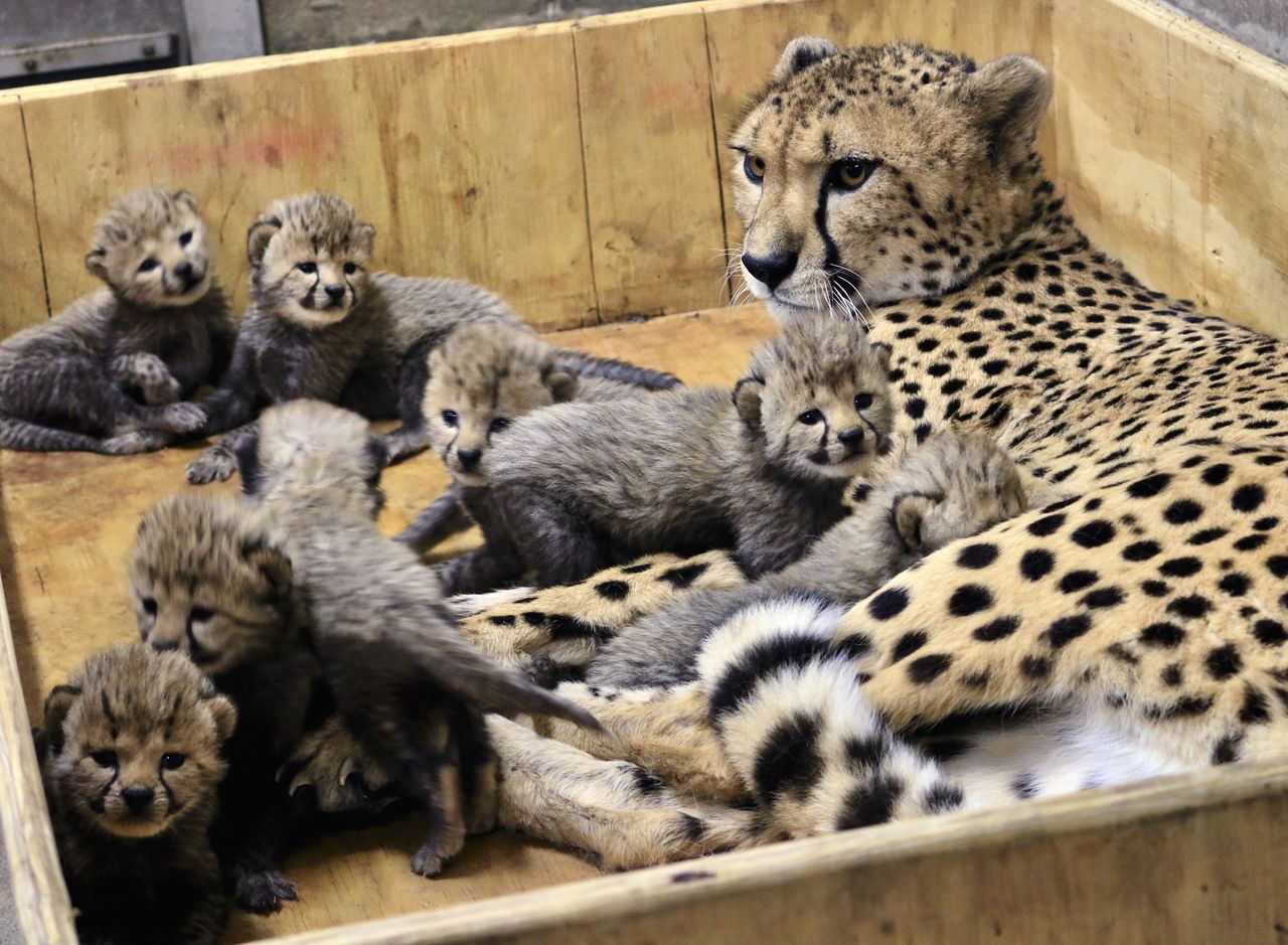 Bingwa and her cubs.