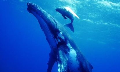 Sea plankton may be shrinking in size, which could have a ripple effect on our oceans' largest mammals, such as these humpback whales.