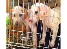 stolen-puppies.jpg