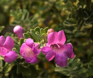 Purple blooms of the Texas sage plant