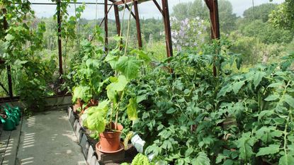 Tomato and cucumber plants growing in a greenhouse in summer