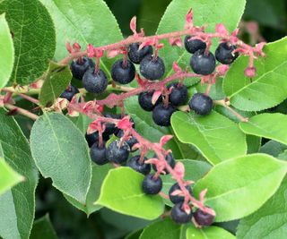 salal berries fruiting on shrub