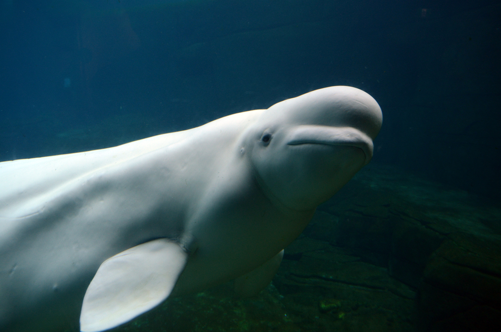 Does cat poop pose a problem for belugas? - Baleines en direct