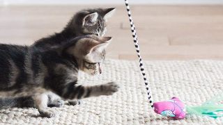 best kitten toys