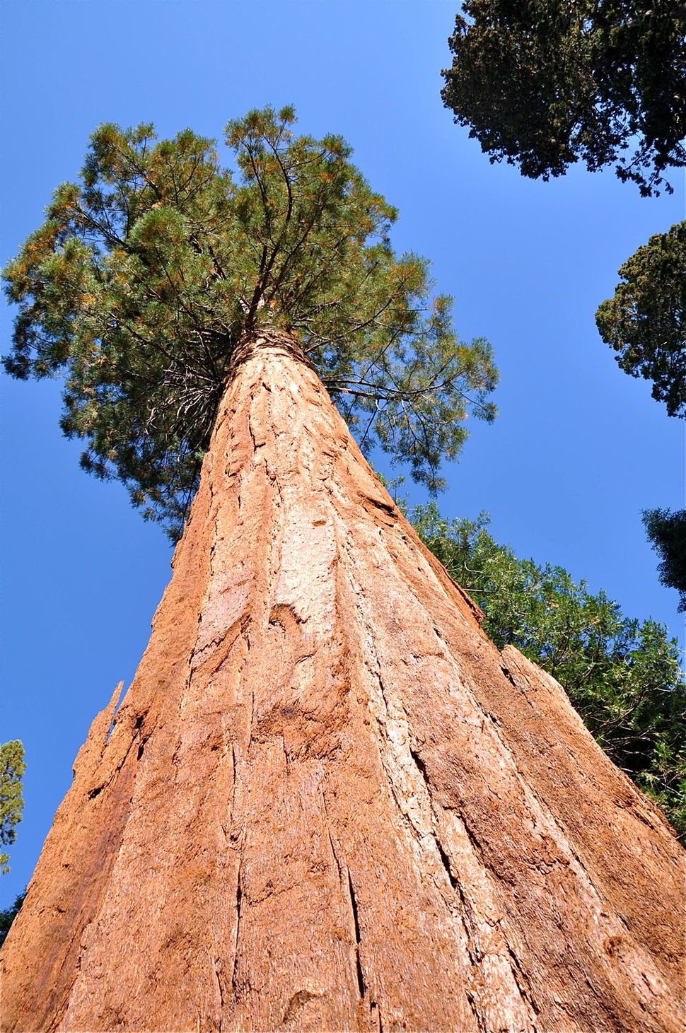 Natures Giants Photos Of The Tallest Trees On Earth Live Science 5632