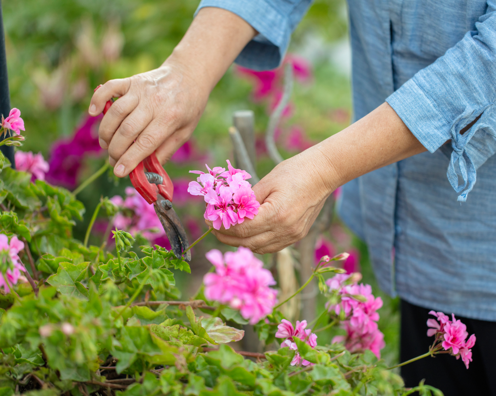 Woman deadheading pink geranium