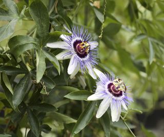 Close up of passion flowers and foliage
