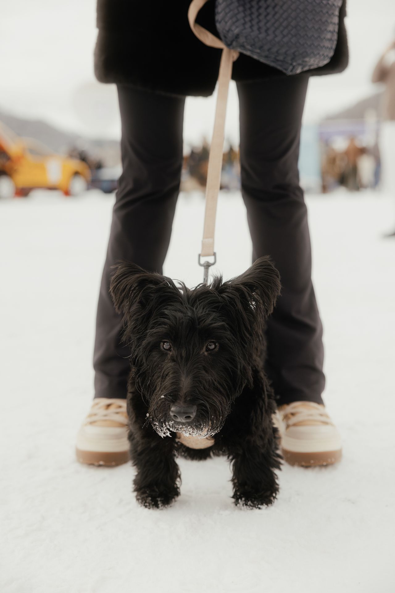 A dog on the ice