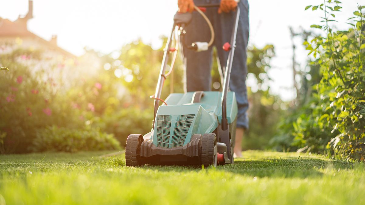 gardener cutting the grass with an electric lawnmower