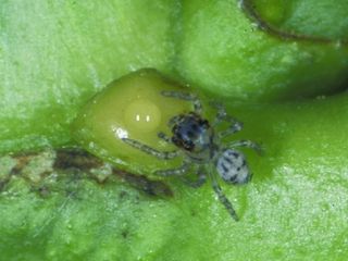 Small spider eating nectar.