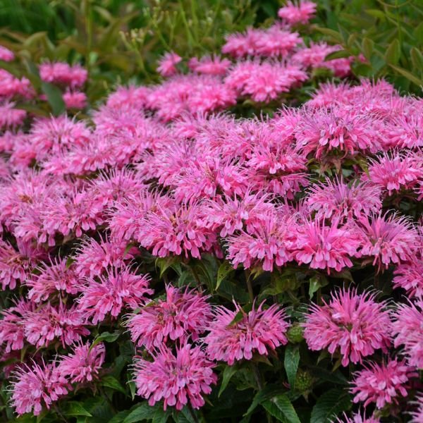 Sugar Buzz&amp;reg; Bubblegum Blast Bee Balm