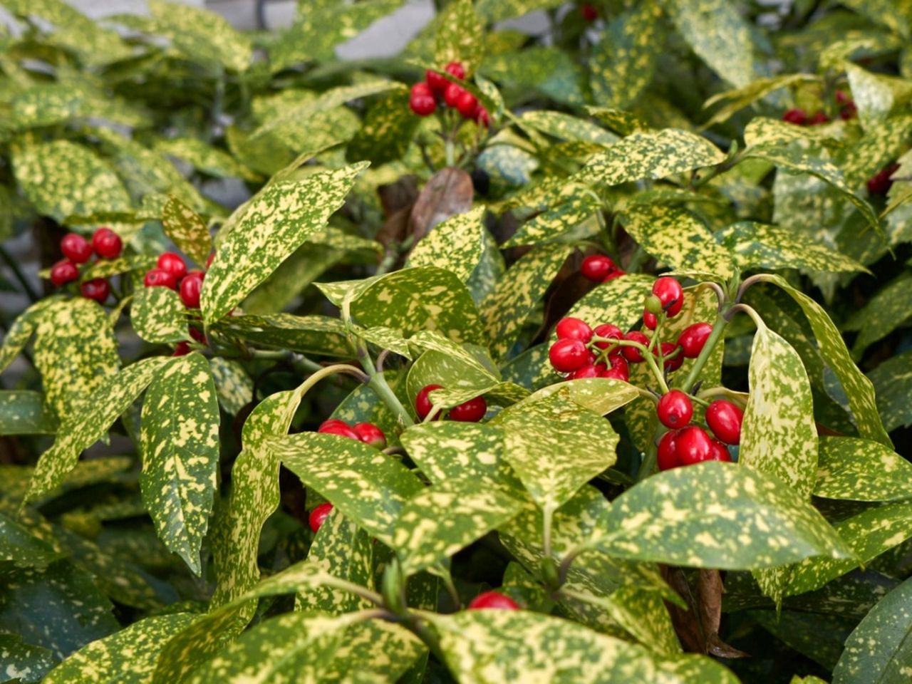 Japanese Aucuba Plants