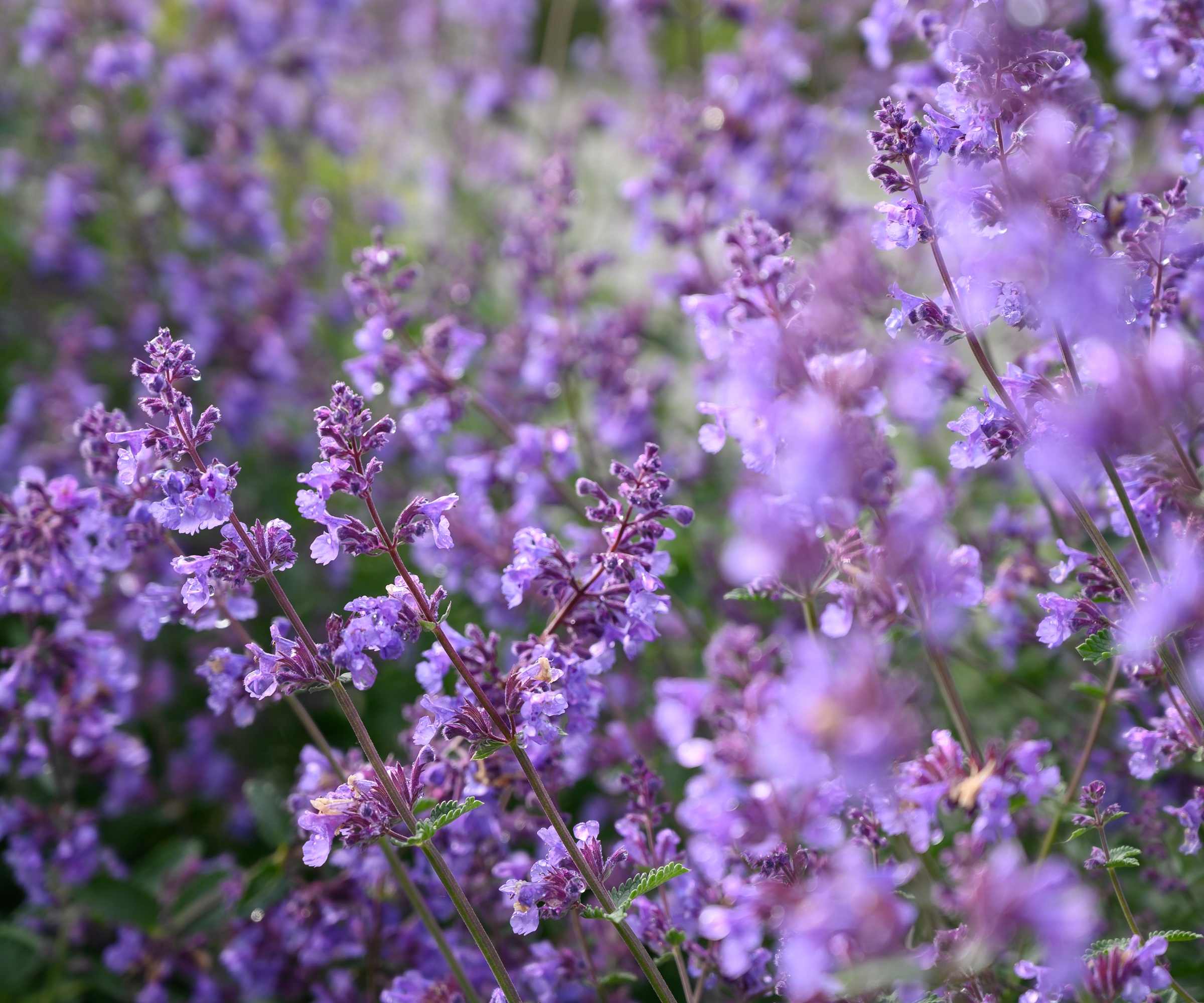 catmint