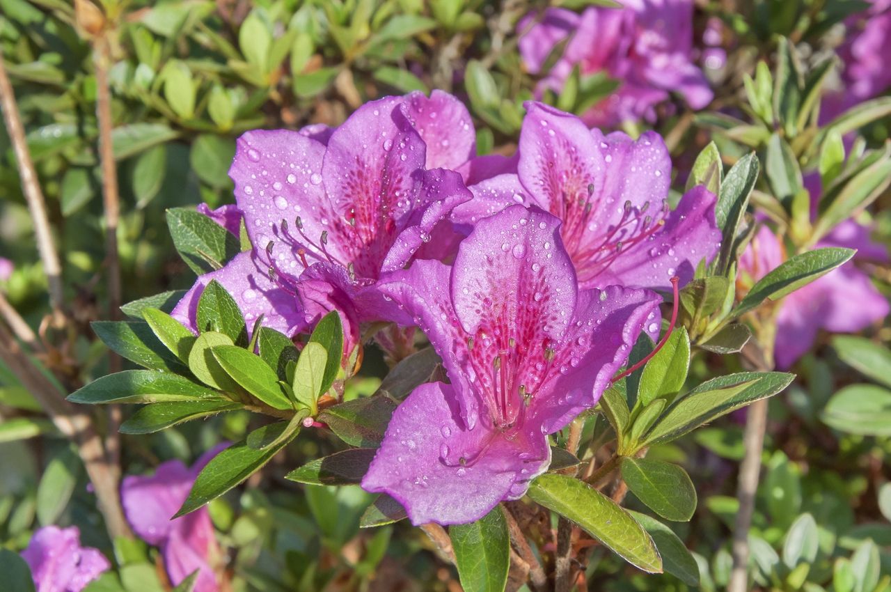 Pink Azalea Flower