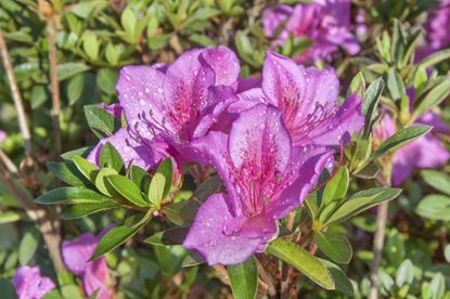 Pink Azalea Flower