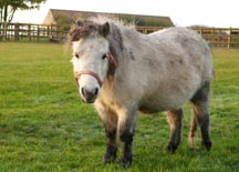 Shetland1.jpg