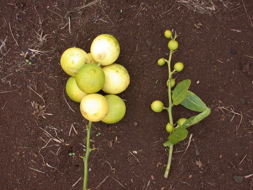 Citrus Plant Affected By Tristeza Virus