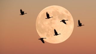 Birds flying across the moon