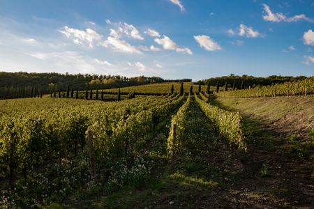 Castello di Radda vines, with blue sky in the background