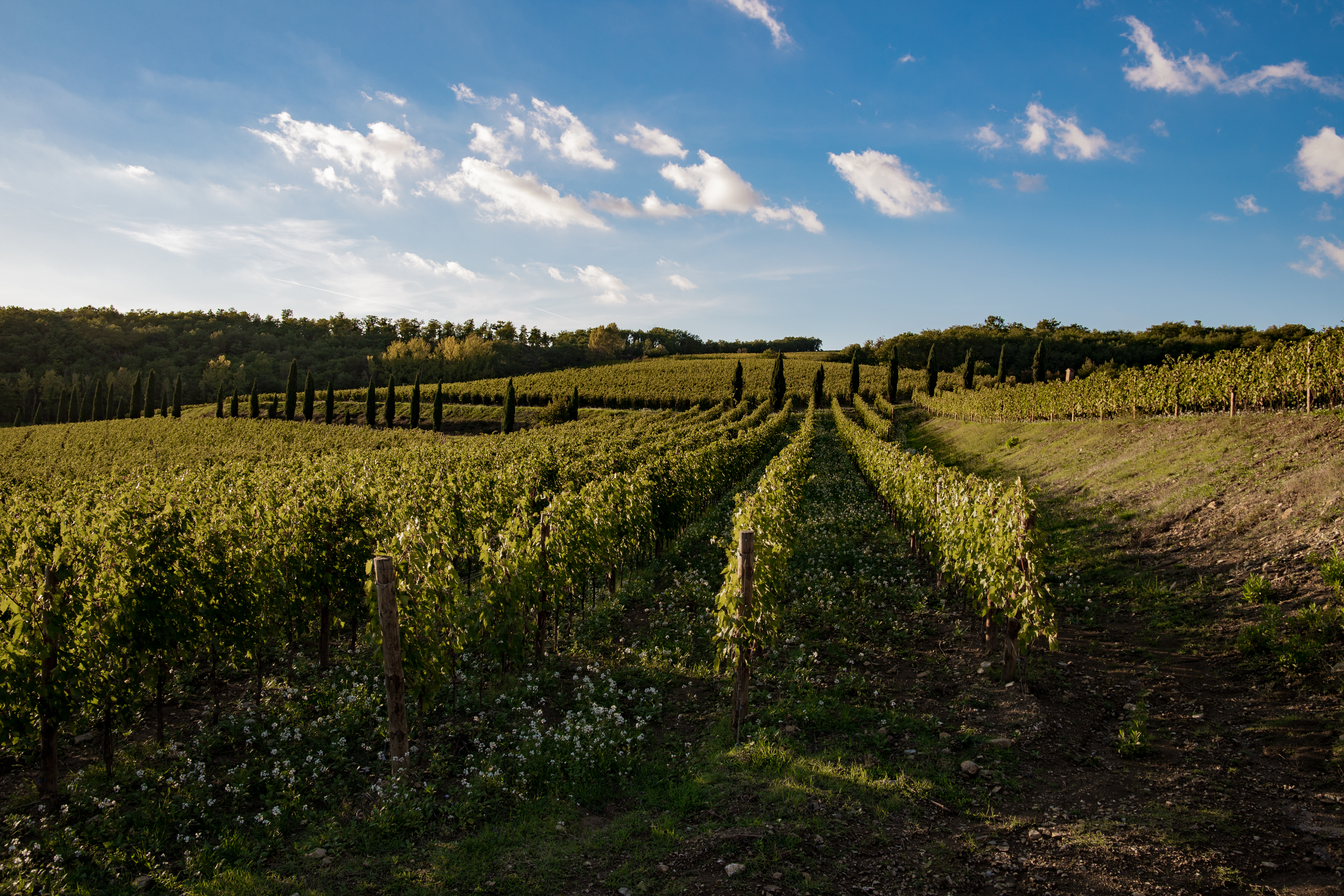 Castello di Radda vines, with blue sky in the background