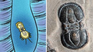 A photo of the Han Solo trilobite fossil, next to an illustration of what the animal may have looked like alive
