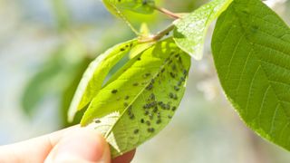 picture of aphids hiding under a leaf in the garden