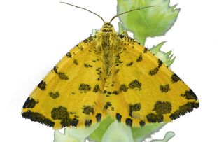 guide to identifying british moths