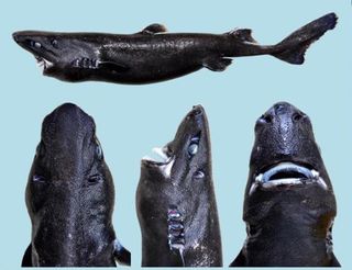 A "Jaws" inspired view of the newly identified lanternshark species Etmopterus benchleyi.
