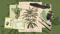 Photo collage of different forms of cannabis, icluding tea, rolled cigarettes, and botanical illustrations of the cannabis plant.