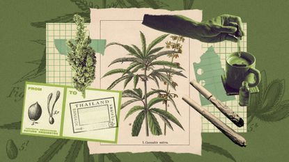 Photo collage of different forms of cannabis, icluding tea, rolled cigarettes, and botanical illustrations of the cannabis plant.